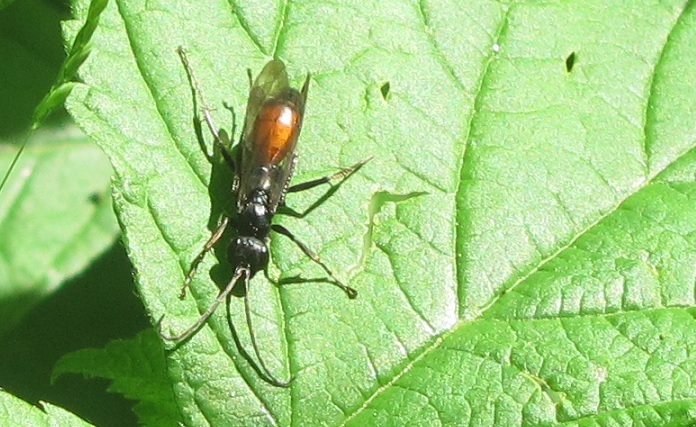 Sphex funerarius?  No, Priocnemis sp. (Pompilidae)